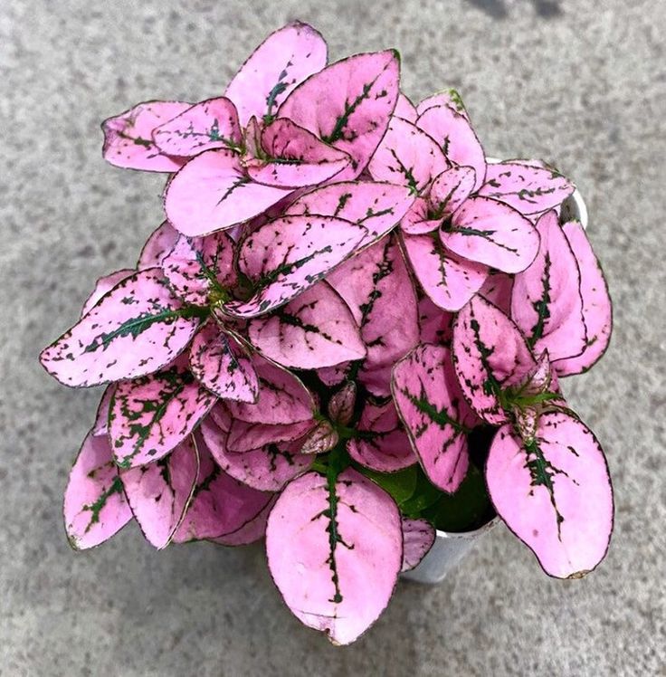 pink hypoestes flower seeds