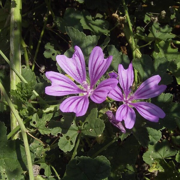 Lewisia Flower Seeds Purple – Heirloom, Non-GMO, High Germination Seeds