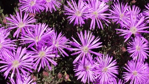 Purple Lampranthus Flower Seeds Heirloom Non-GMO High Germination Organic Garden Seeds for Planting