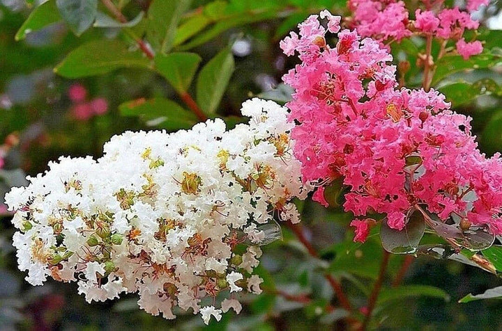 Mixed Myrtle Flower Seeds – Heirloom Non-GMO High Germination Seeds