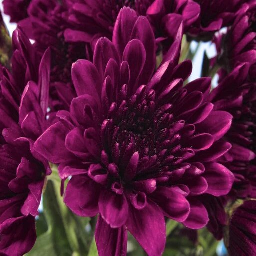 Dark Purple Chrysanthemum Flower Seeds for Planting – Heirloom Non-GMO High Germination Seeds Seeds for Planting Organic Garden Seeds
