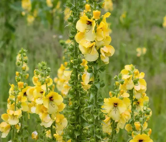 yellow densiflorum flower seeds