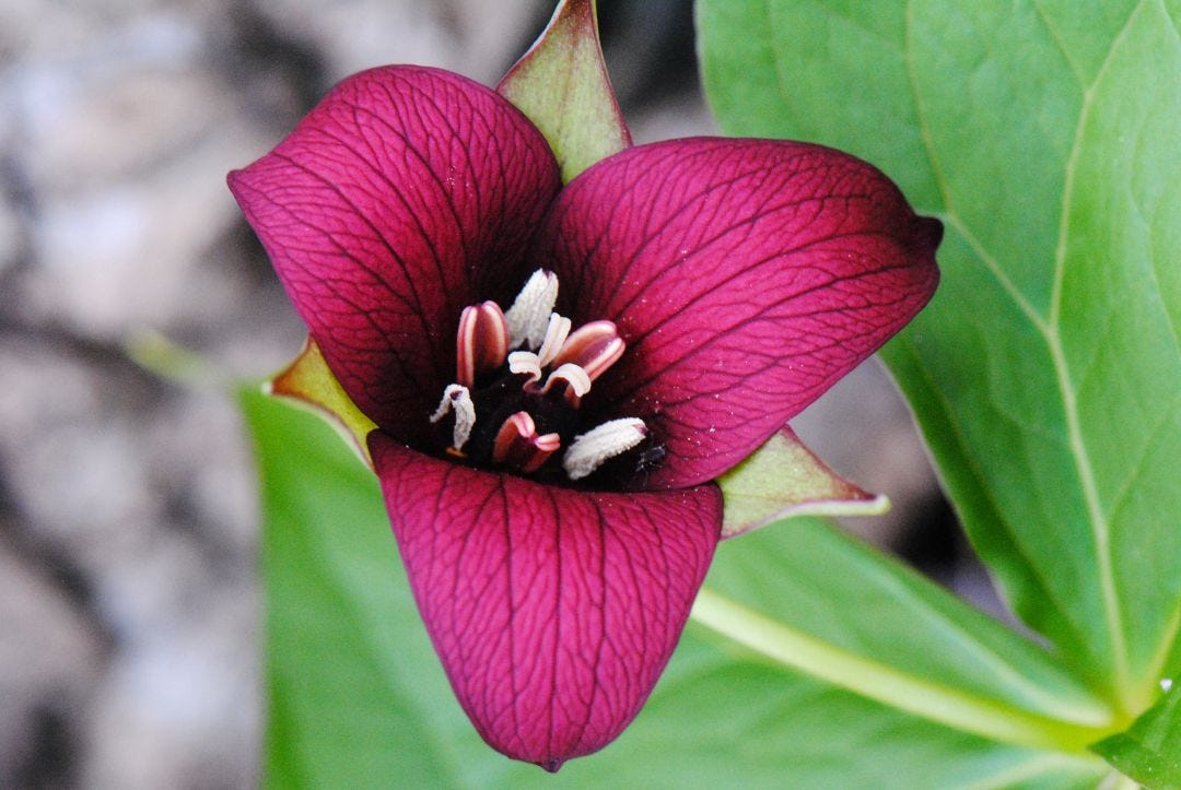Maroon Trillium Flower Seeds – Heirloom, Non-GMO, High Germination Seeds