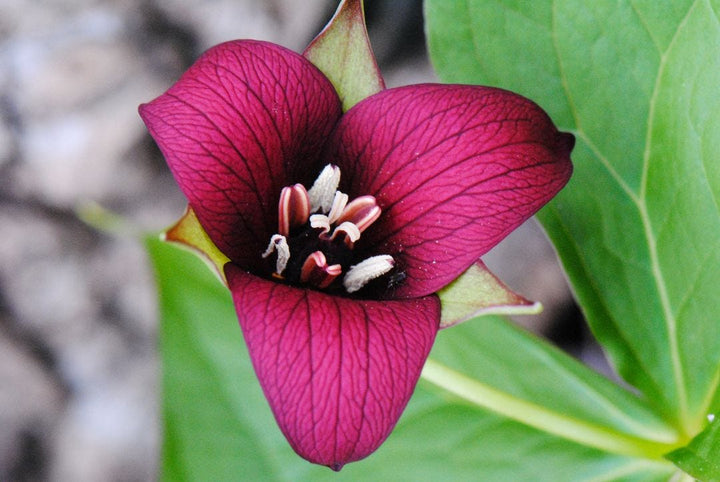 Maroon Trillium Flower Seeds – Heirloom, Non-GMO, High Germination Seeds