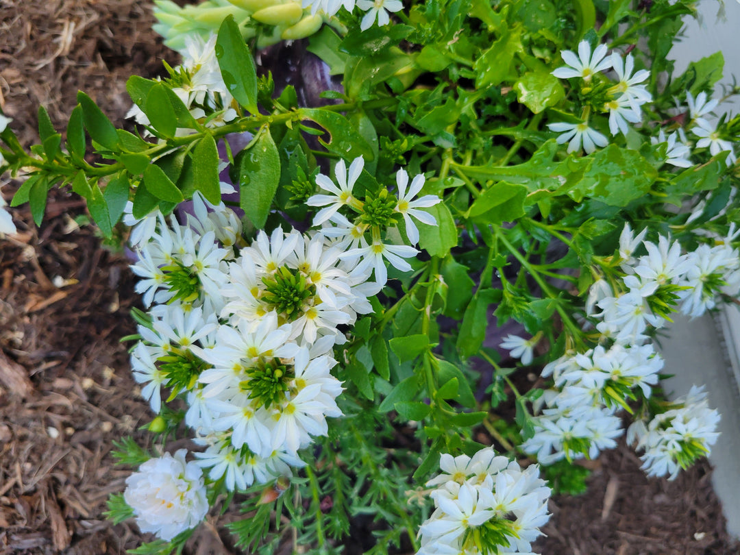 White Scaevola Flower Seeds – Heirloom Non-GMO High Germination Seeds for Planting