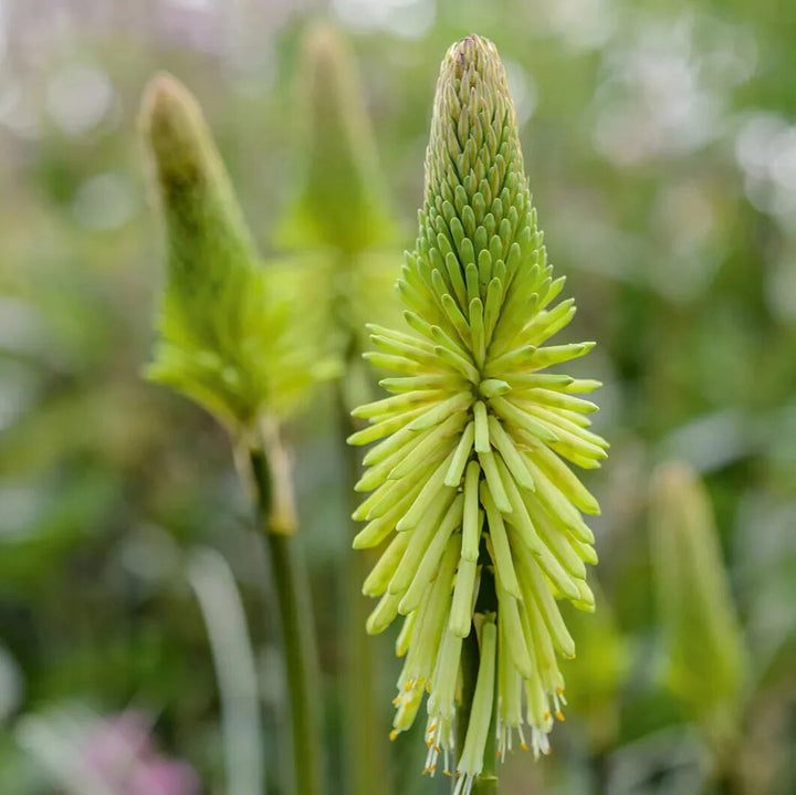 Kniphofia Flower Seeds Green – Heirloom, Non-GMO, High Germination Seeds for Planting