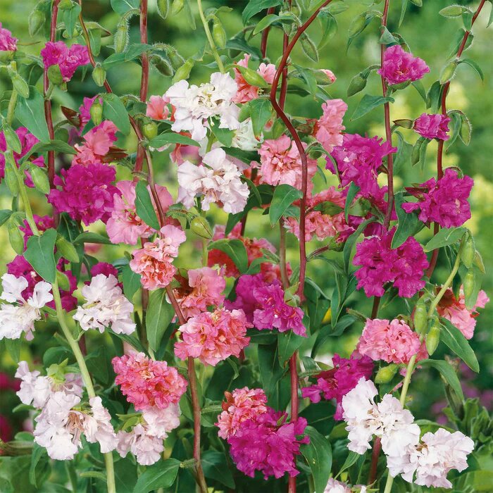 Mixed Clarkia Flower Seeds – Heirloom, Non-GMO, High Germination Organic Garden Seeds