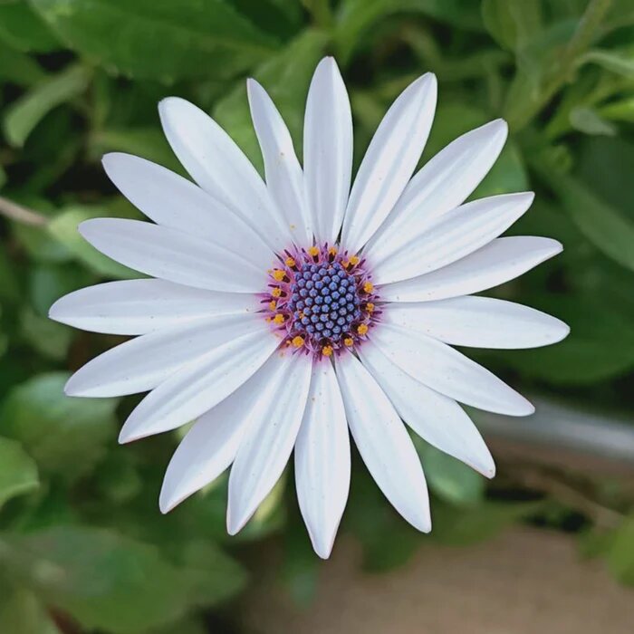 White Dimorphotheca Flower Seeds Heirloom Non-GMO High Germination Seeds for Planting