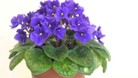 Blue Begonia Flower Seeds for Planting – Heirloom Non-GMO High Germination Organic Seeds