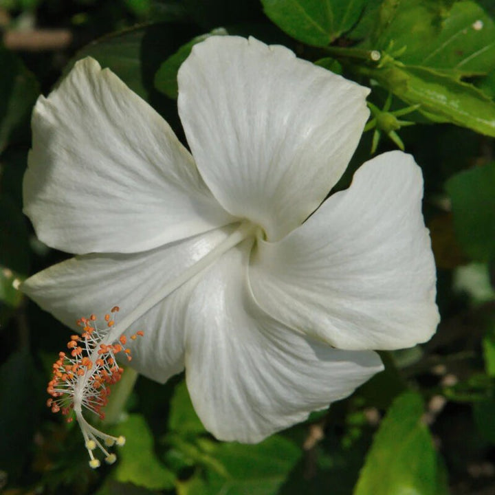 Hibiscus Flower Seeds White – Heirloom, Non-GMO, High Germination Seeds