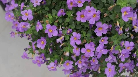 Bacopa Flower Seeds Purple for Planting – Heirloom Non-GMO High Germination Organic Seeds