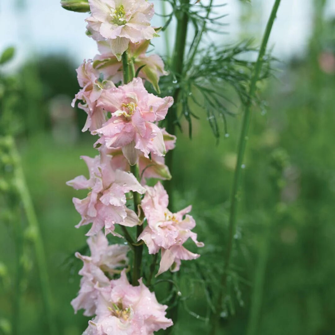 Larkspur Flower Seeds Pink – Heirloom, Non-GMO, High Germination Seeds
