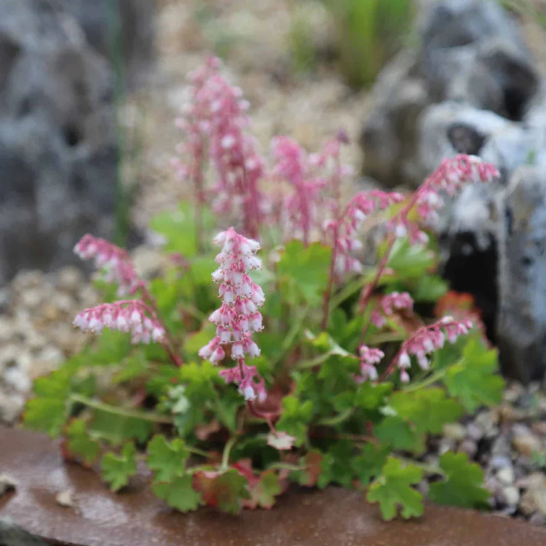 Green Heuchera herb seeds