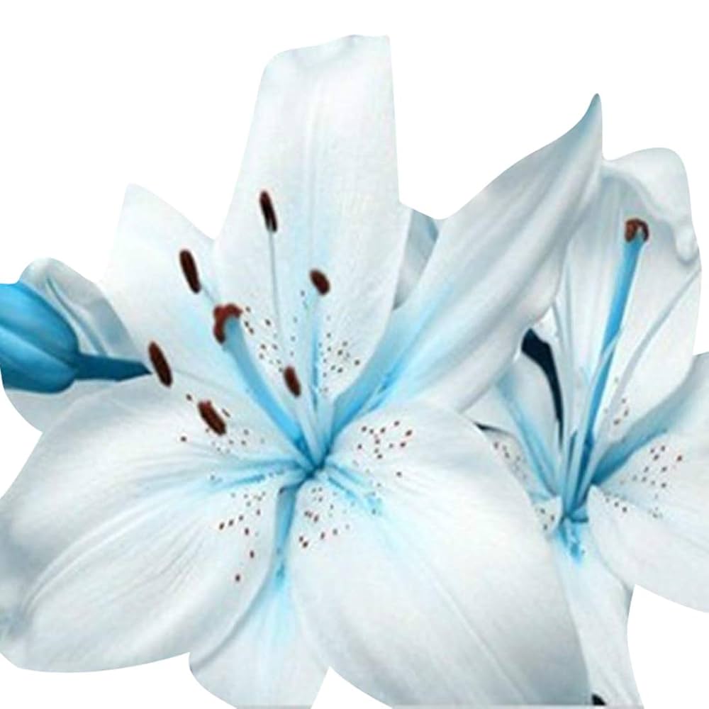 blue heart flower seeds