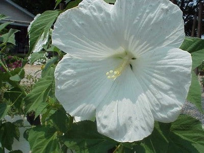 White Hibiscus Flower Seeds – Heirloom, Non-GMO, High Germination Seeds