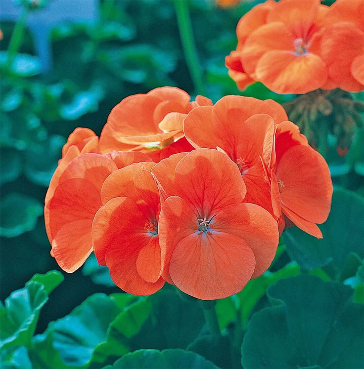 Orange Geranium Flower Seeds – Heirloom, Non-GMO, High Germination Seeds