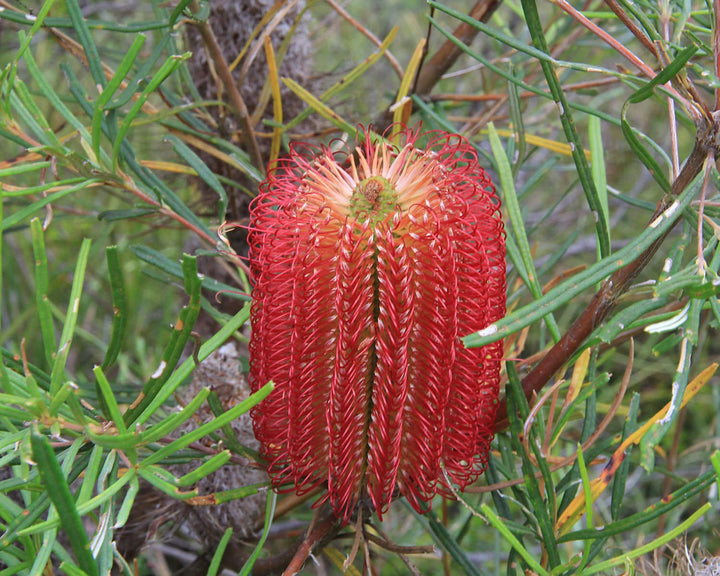 Red Banksia Flower Seeds for Planting – Heirloom Non-GMO High Germination Organic Seeds