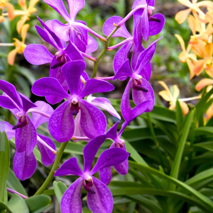 Orchideenblumensamen Lila – Alte Sorte, gentechnikfrei, hohe Keimrate, Bio-Gartensamen zum Pflanzen