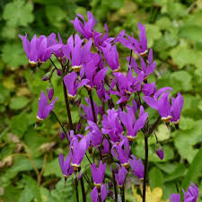 dodecatheon amethystinum flower seeds