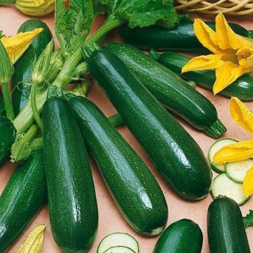 Sicilian Zucchini Seeds – Heirloom, Non-GMO, High Germination Organic Vegetable Garden Seeds