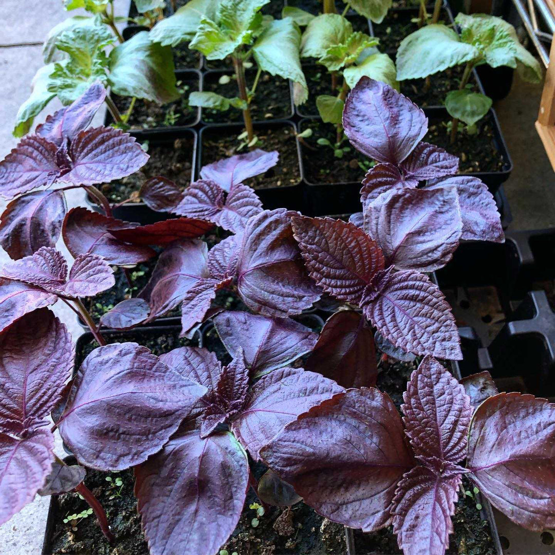 Purple Frutescens herb seeds