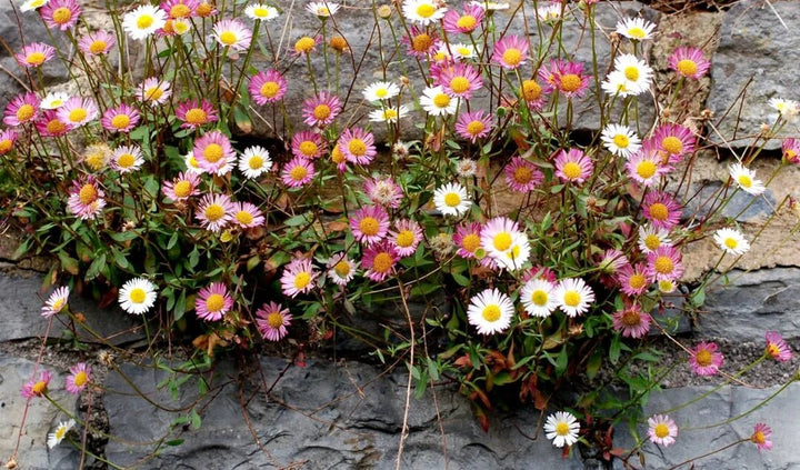 Mixed Erigeron Flower Seeds – Heirloom, Non-GMO, High Germination Seeds
