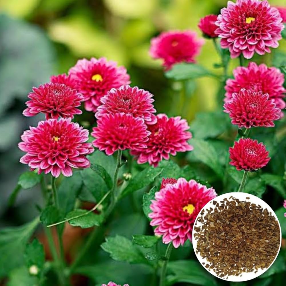 chrysanthemum chrysanthemum flower seeds