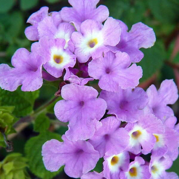 Violet Lantana Flower Seeds – Heirloom, Non-GMO, High Germination Seeds