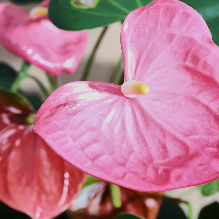 Pink Blooming Giant Anthurium Flower Seeds – Heirloom, Non-GMO, High Germination, Organic Seeds