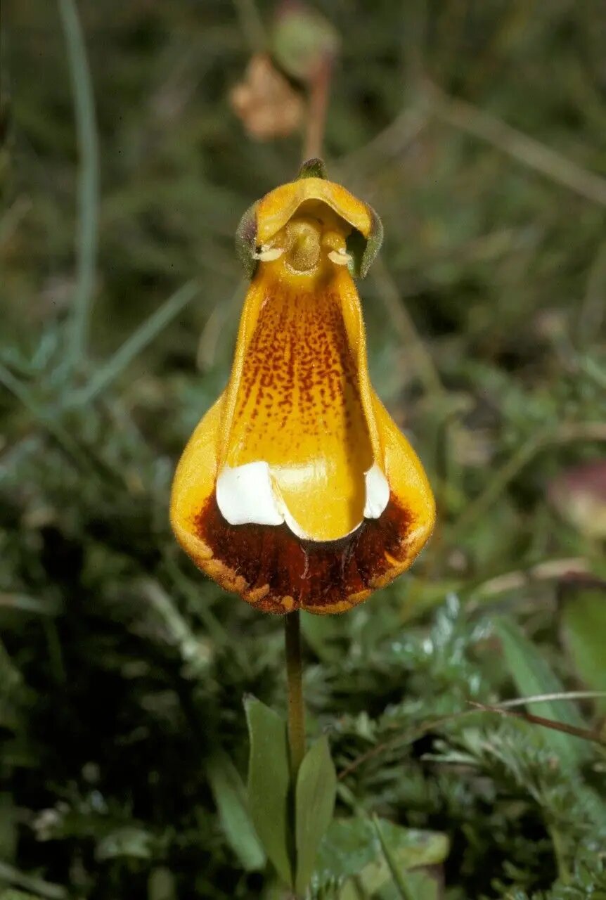 Calceolaria Uniflora Flower Seeds – Heirloom, Non-GMO, High Germination Organic Garden Seeds