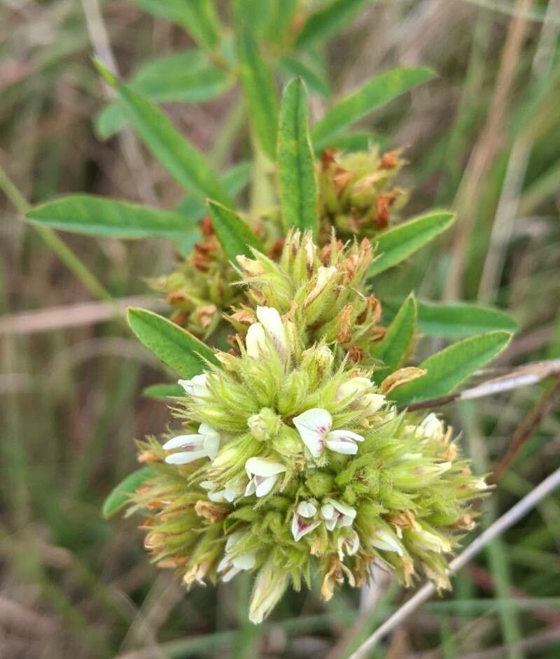 Lespedeza Flower Seeds Green – Heirloom, Non-GMO, High Germination Seeds