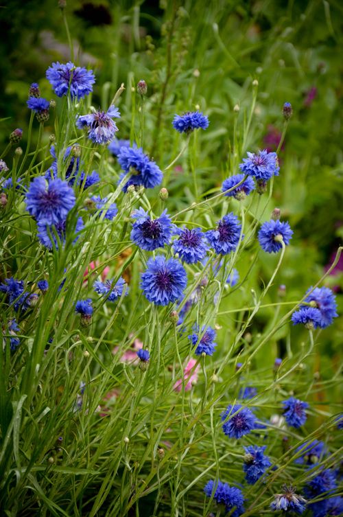 Blue Astrantia Flower Seeds for Planting – Heirloom Non-GMO High Germination Organic Seeds