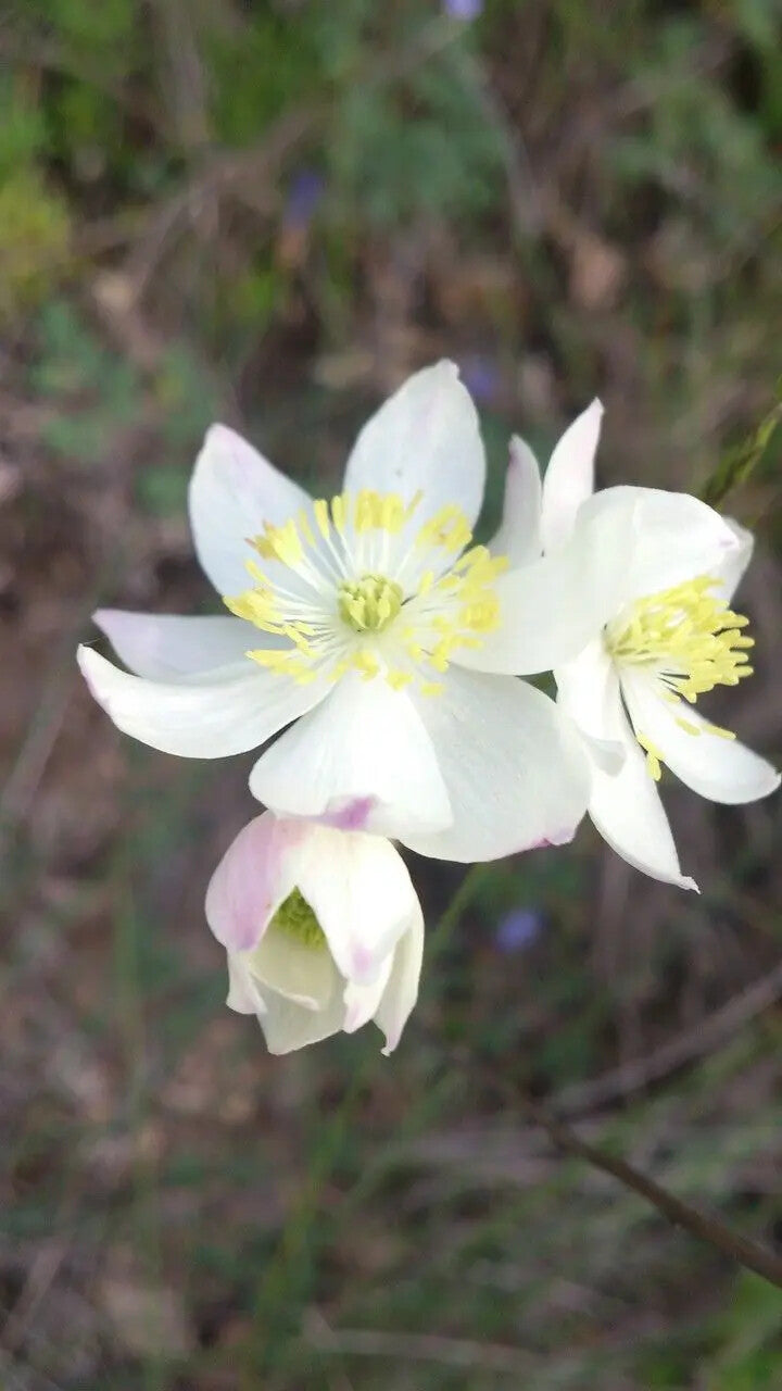 White Thalictrum Tuberosum Flower Seeds Heirloom Non-GMO High Germination Organic Garden Seeds for Planting