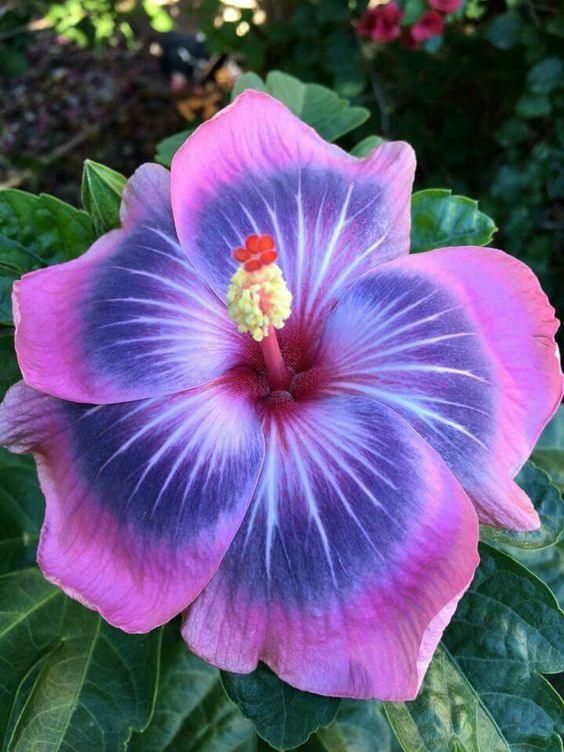 Giant Hibiscus Flower Seeds – Heirloom, Non-GMO, High Germination Seeds
