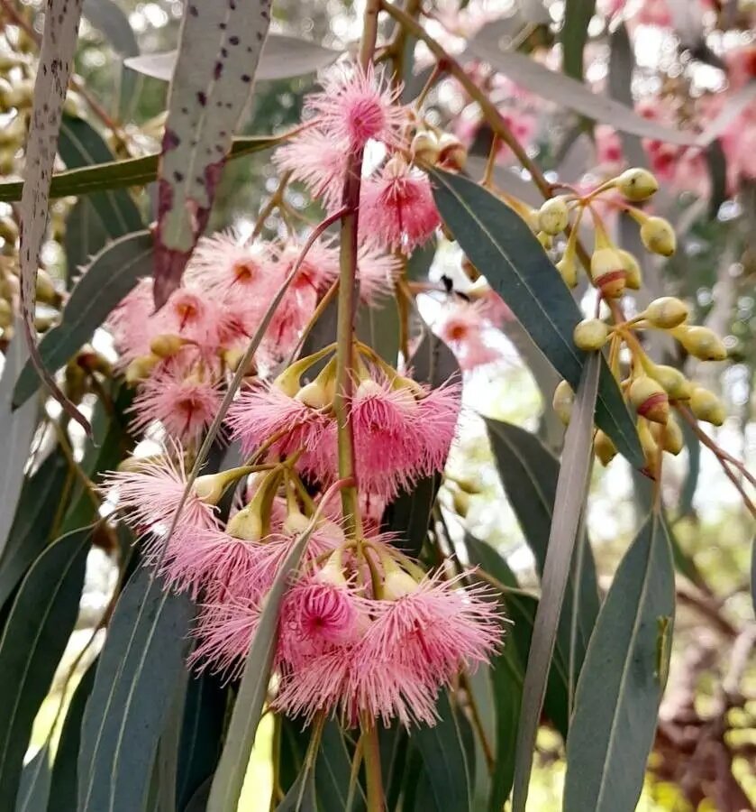 Pink Eucalyptus Sideroxylon Plant Seeds for Planting | Heirloom Non-GMO High Germination Seeds