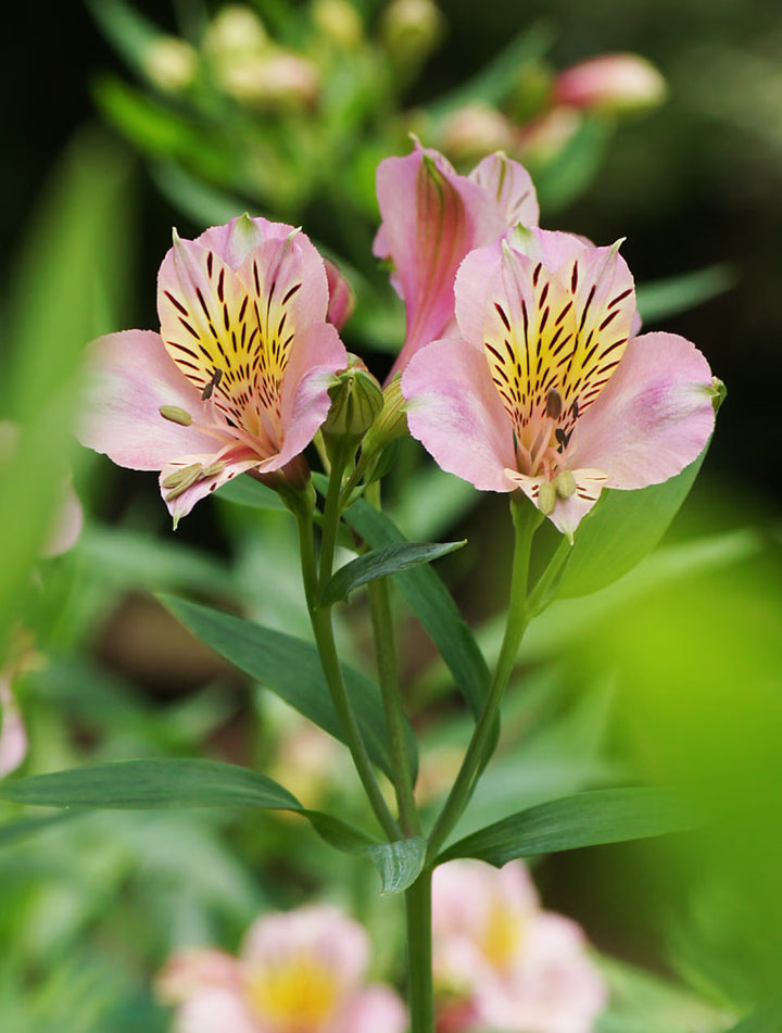 Alstroemeria Flower Seeds for Planting – Heirloom Non-GMO High Germination Organic Garden Seeds