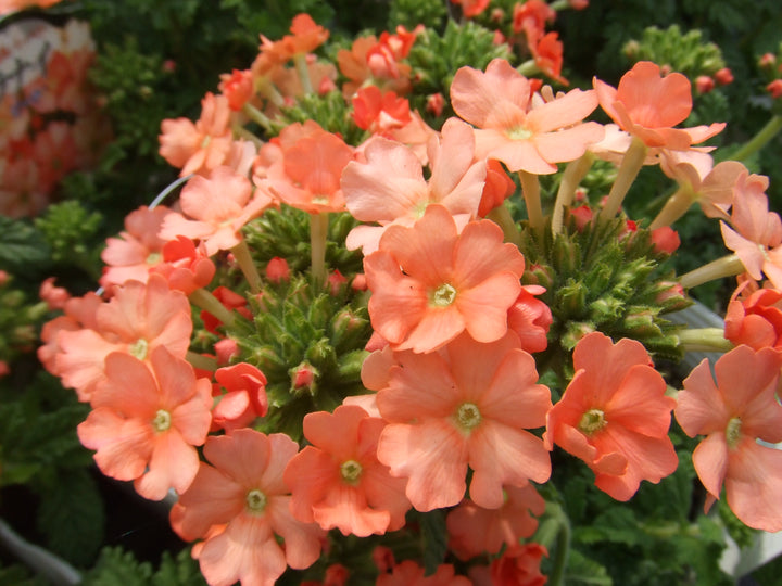 Orange Verbena Flower Seeds – Heirloom, Non-GMO, High Germination Seeds