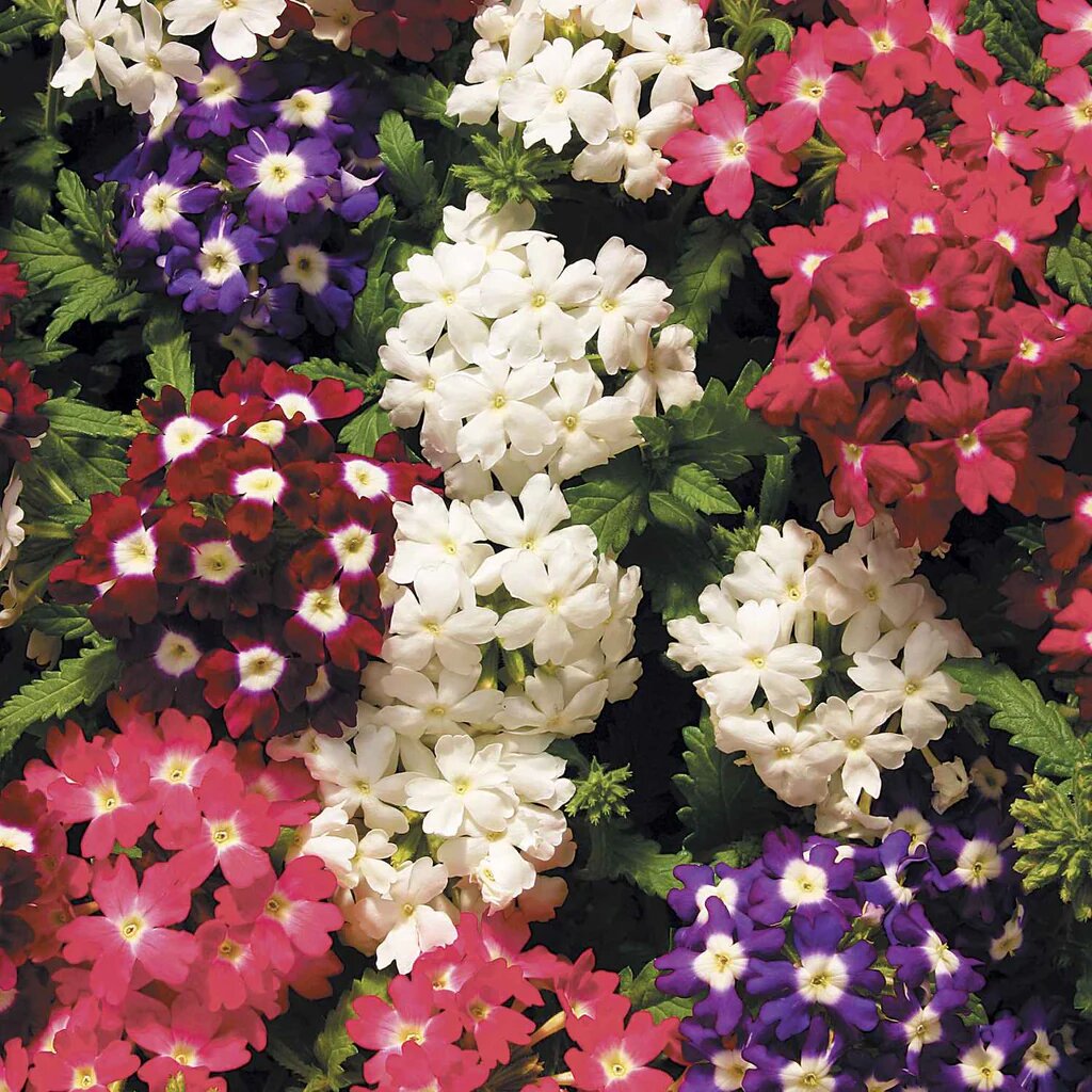 Zitronenverbene-Samenmischung – Heirloom, gentechnikfrei, hochkeimfähig, Bio-Gartensamen zum Pflanzen