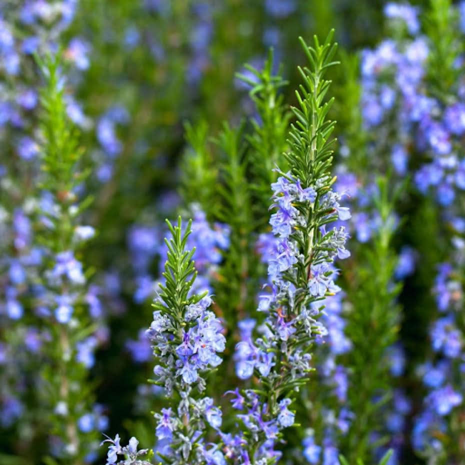 Blue Tuscan herb seeds