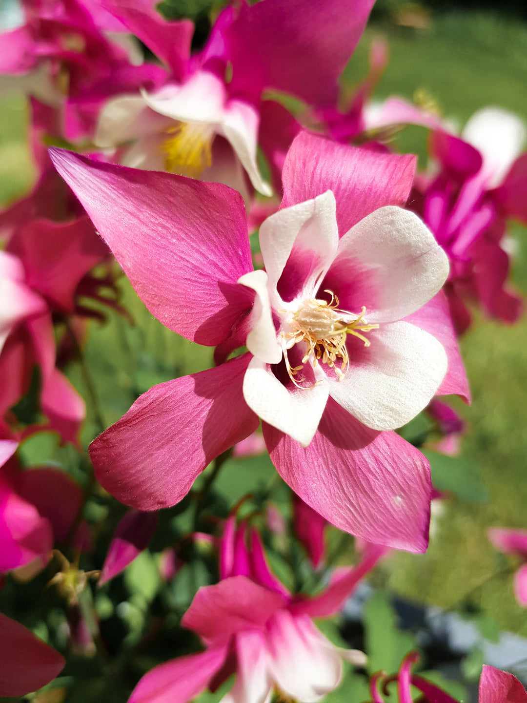 Columbine Flower Seeds Pink White for Planting – Heirloom Non-GMO High Germination