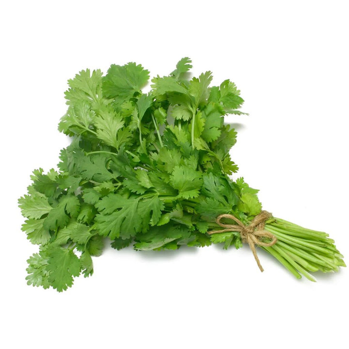 Organic Cilantro Herb Seeds for Planting – Heirloom, Non-GMO, High Germination Organic Garden Seeds for Culinary Use