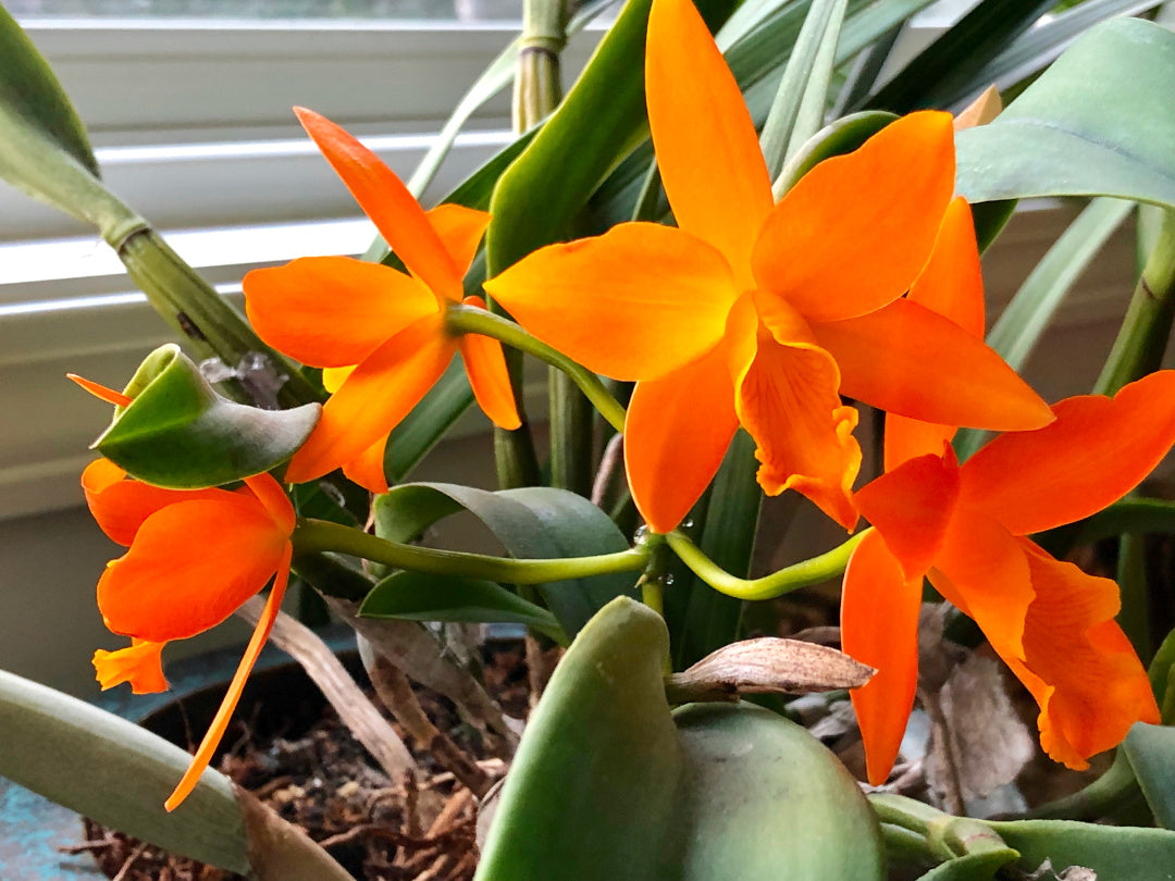 Orange Cattleya Flower Seeds – Heirloom, Non-GMO, High Germination Seeds
