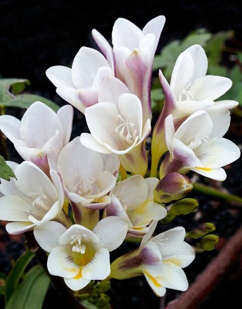 White Freesia Flower Seeds – Heirloom, Non-GMO, High Germination Organic Garden Seeds