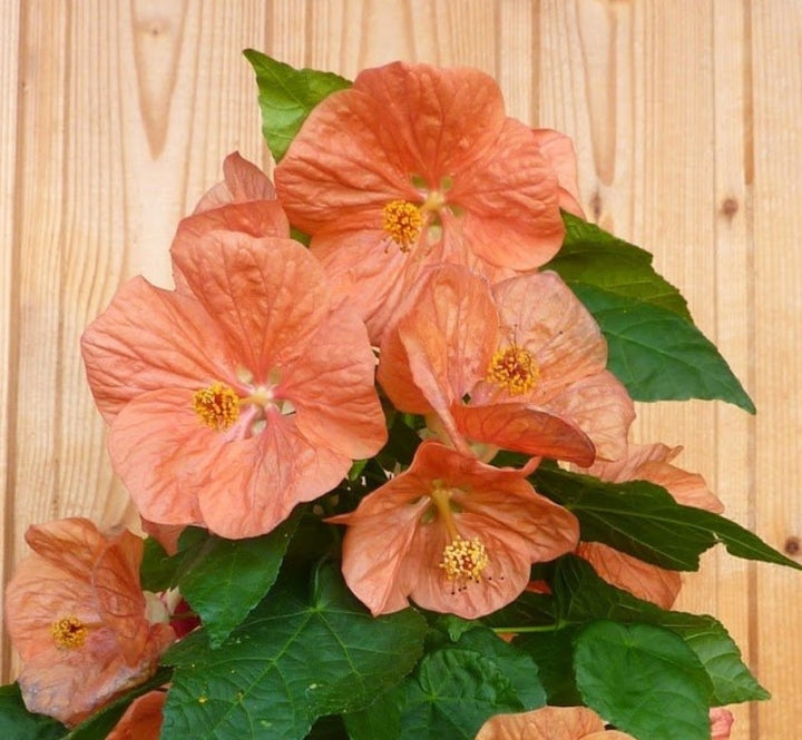 Orange Abutilon Flower Seeds – Heirloom, Non-GMO, High Germination Seeds