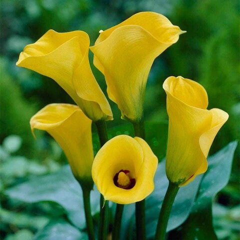 Calla Flower Seeds Yellow – Heirloom, Non-GMO, High Germination, Organic Garden Seeds