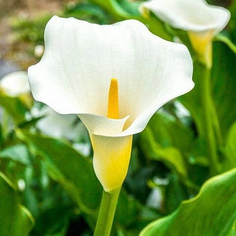 White Calla Flower Seeds Heirloom Non-GMO High Germination Organic Garden Seeds for Planting