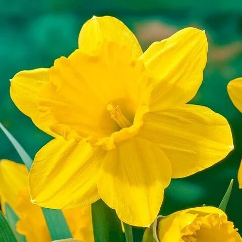 Daffodil Flower Seeds Yellow for Planting – Heirloom Non-GMO High Germination Seeds