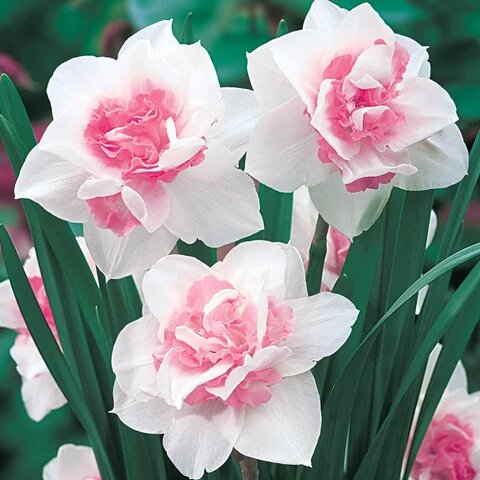 Daffodil Flower Seeds Pink White Heirloom Non-GMO High Germination Organic Garden Seeds for Planting