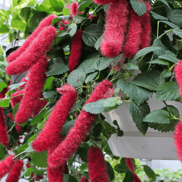 Acalypha Flower Seeds Red for Planting – Heirloom Non-GMO High Germination Organic Garden Seeds