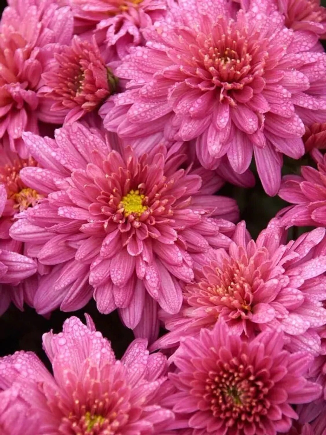 Pink Chrysanthemum Flower Seeds for Planting – Heirloom Non-GMO Organic Garden Seeds